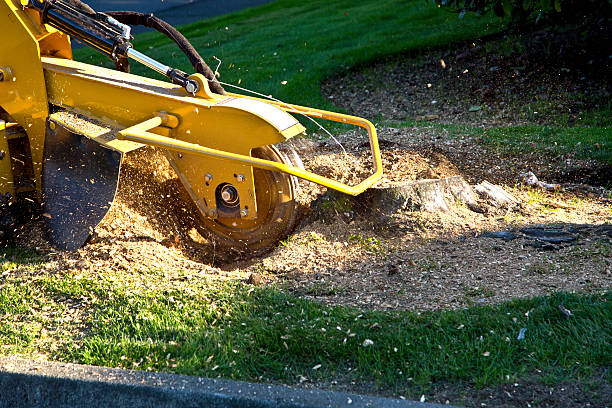 How Our Tree Care Process Works  in  Alvarado, TX