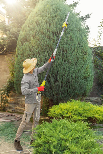 Tree and Shrub Care in Alvarado, TX